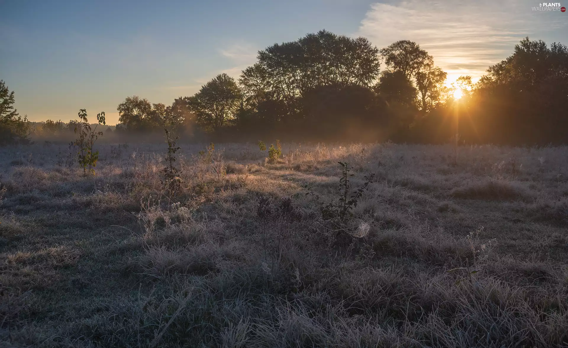 viewes, Meadow, Sunrise, White frost, Web, trees