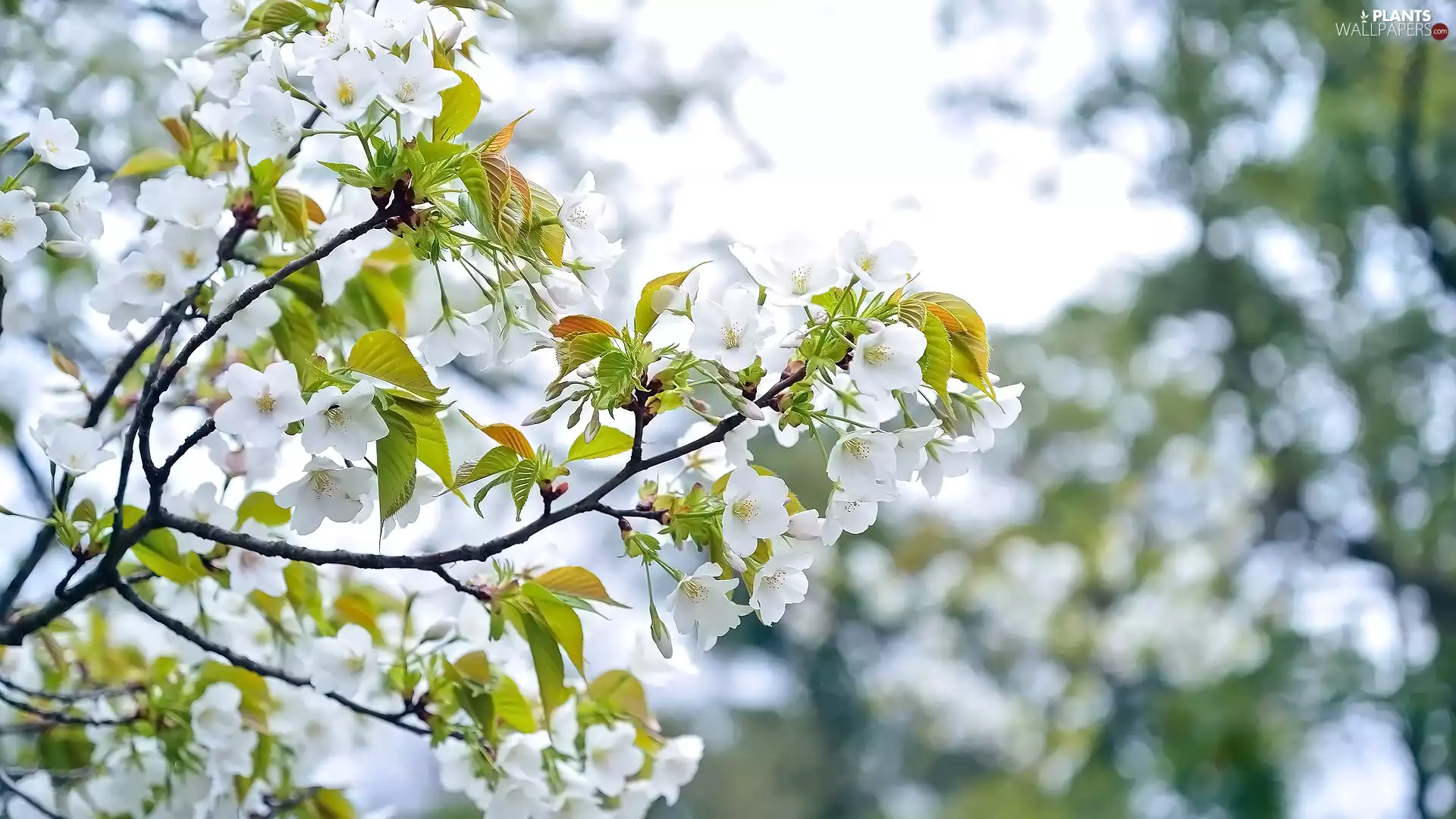 Flourished, Fruit Tree, White, Flowers, Twigs, cherry