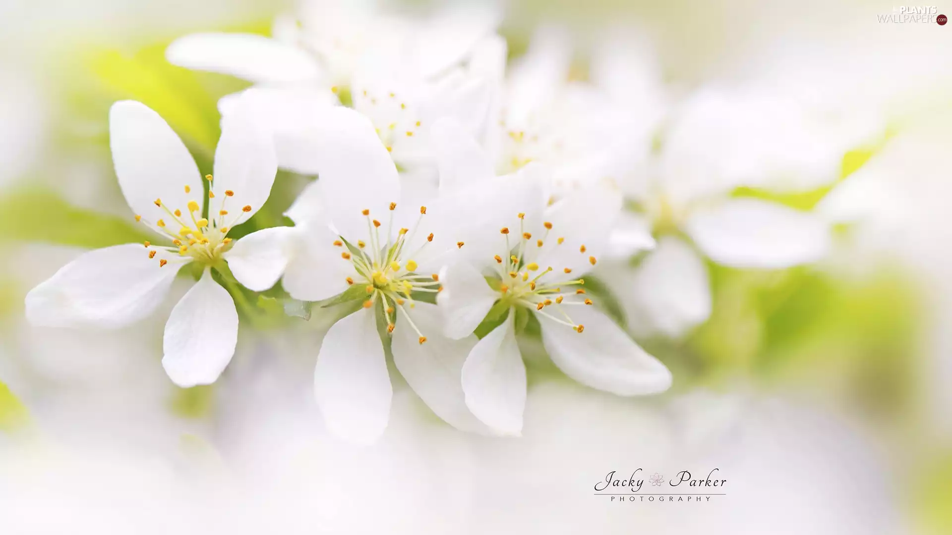 Flowers, Close, twig, White, Fruit Tree