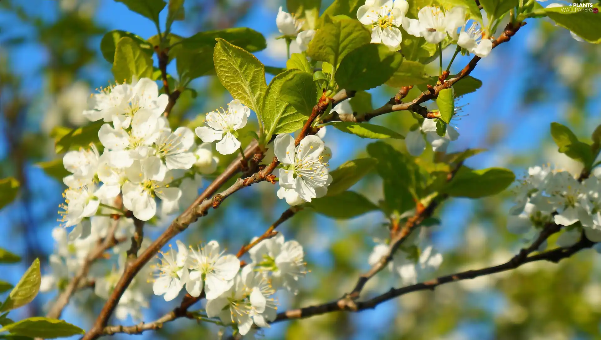 Flowers, leaves, Twigs, White, Fruit Tree