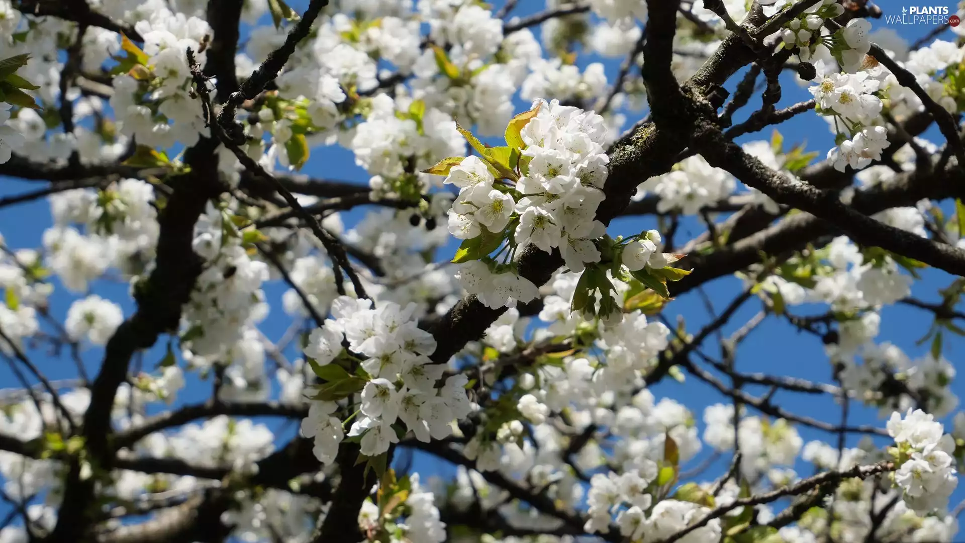 Flowers, Sky, Twigs, White, Fruit Tree