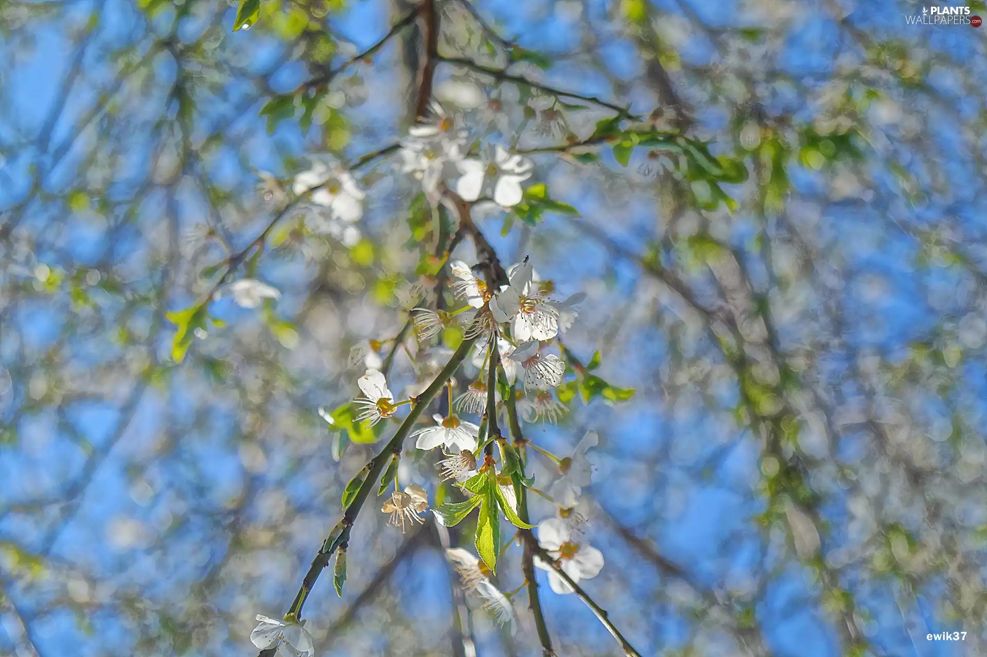 trees, Flowers, Sky, White