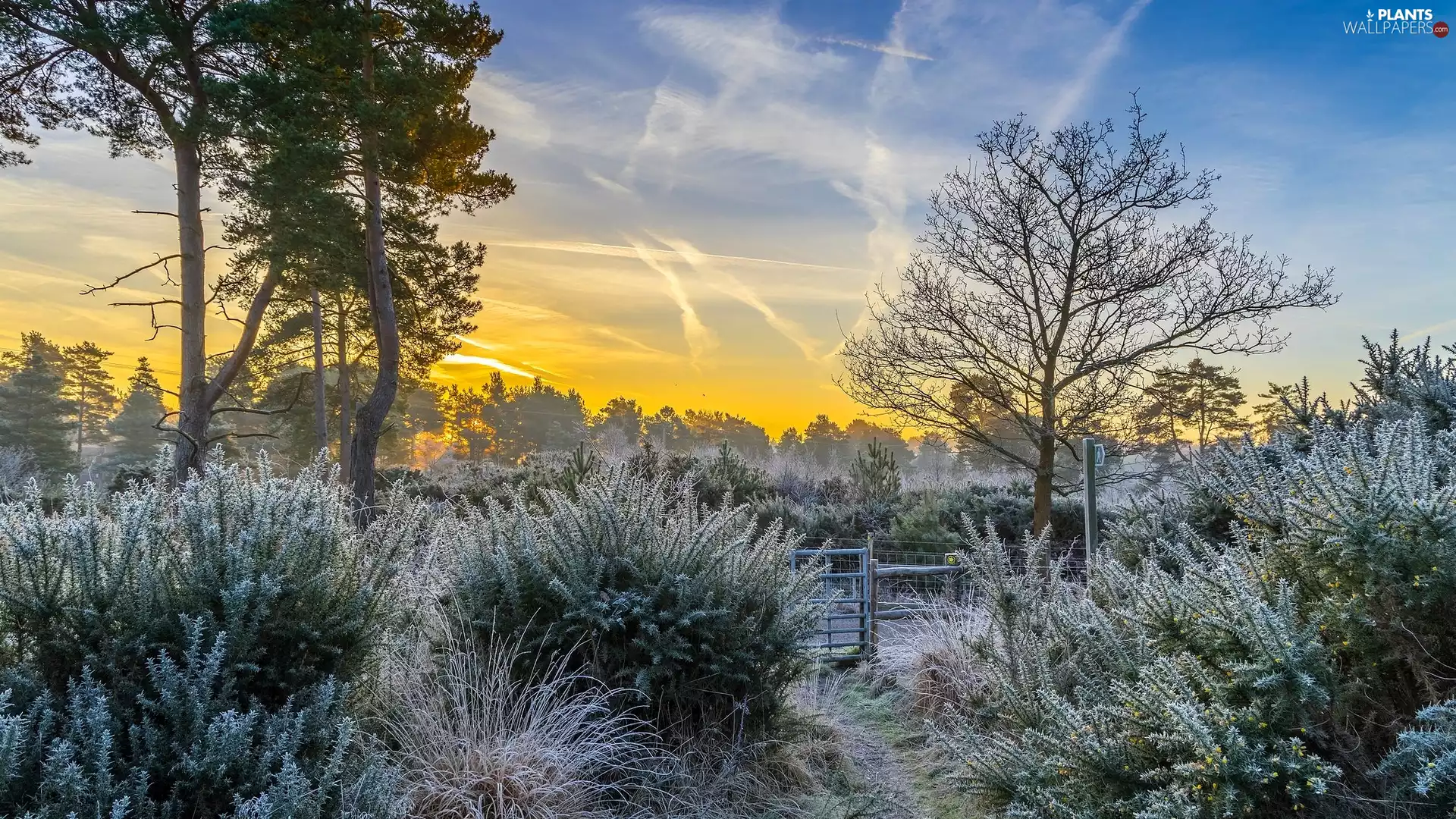 Bush, dawn, viewes, White frost, trees