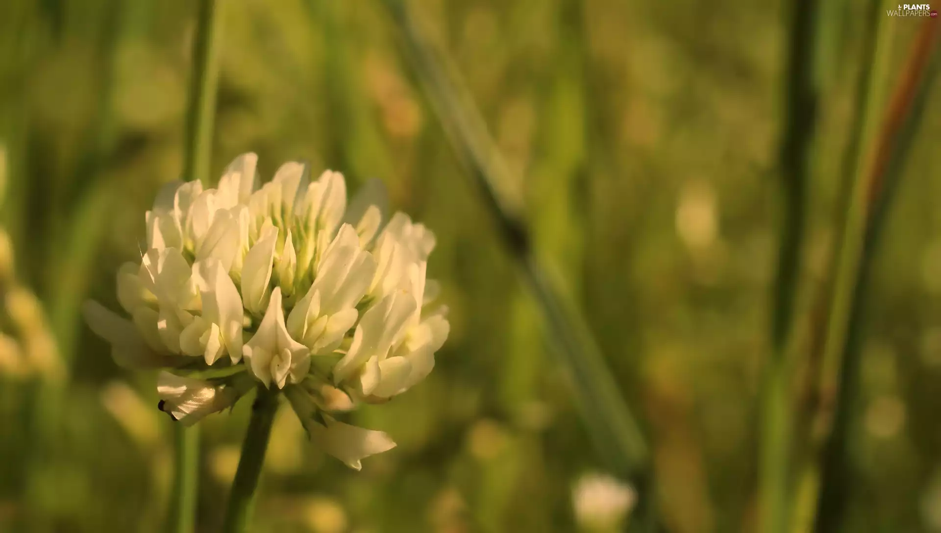 trefoil, Florescence, rapprochement, White