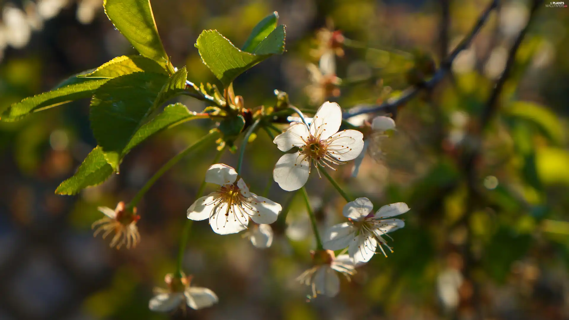 Fruit Tree, cherry, White, Flowers, twig