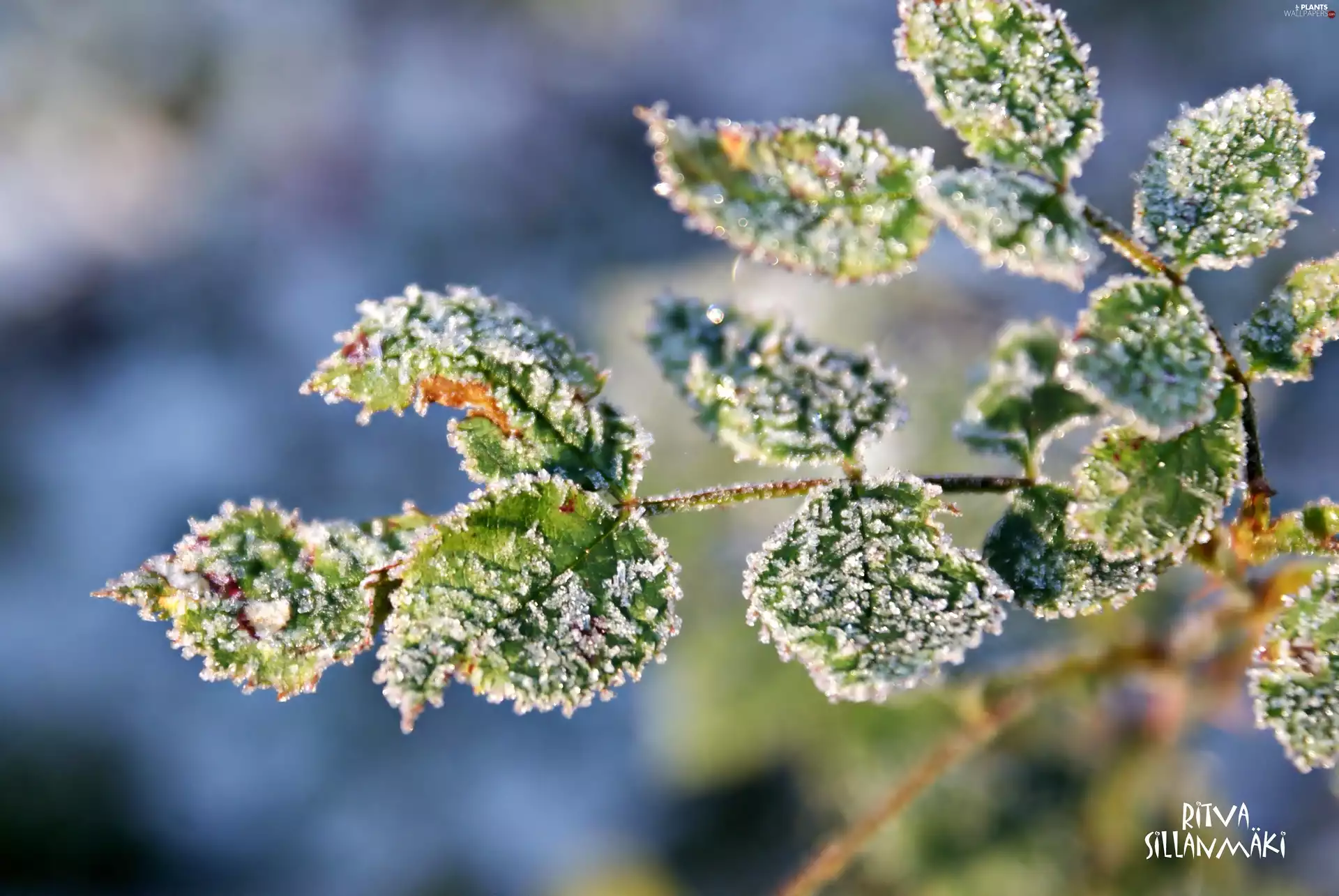 Ritva Sillanmäki, Leaf, White frost, twig