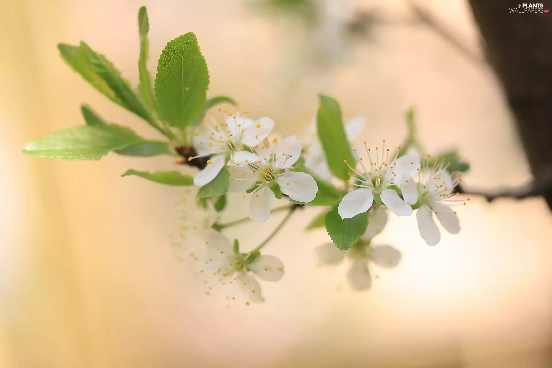 Fruit Tree, leaves, White, Flowers, twig