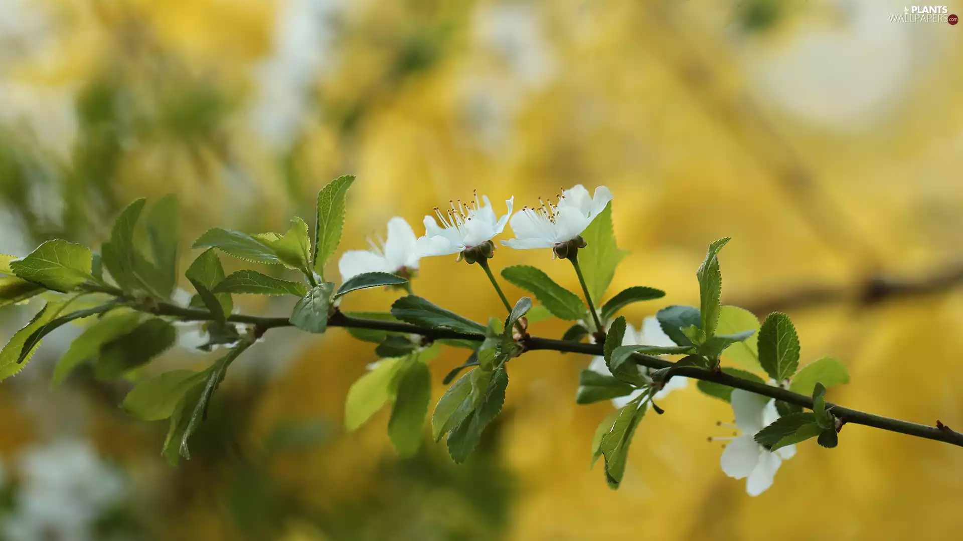 Fruit Tree, Plums, White, Flowers, twig