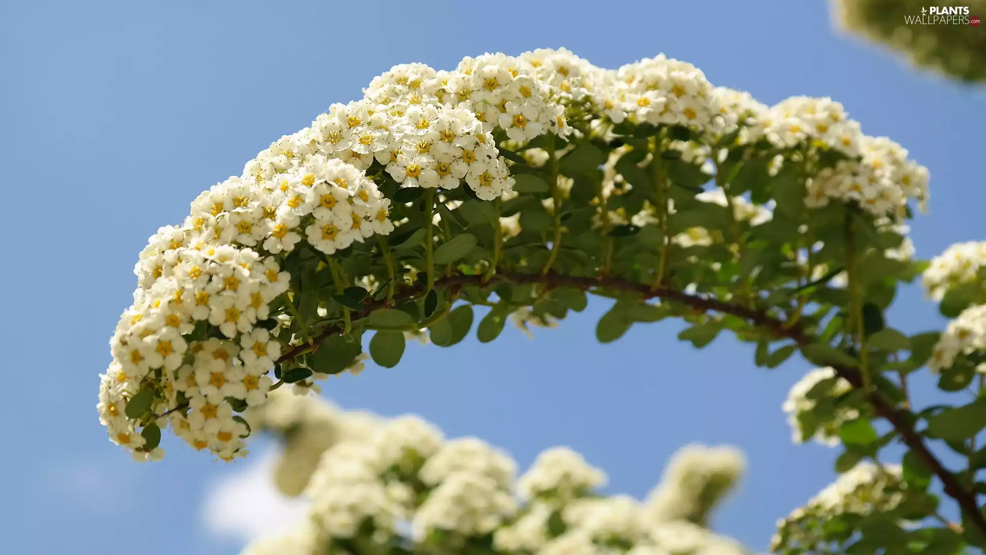 twig, Flowers, Spiraea, White