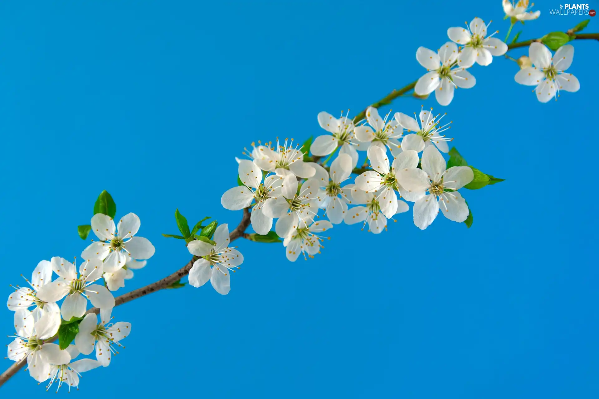 cherry, Fruit Tree, White, Flowers, twig