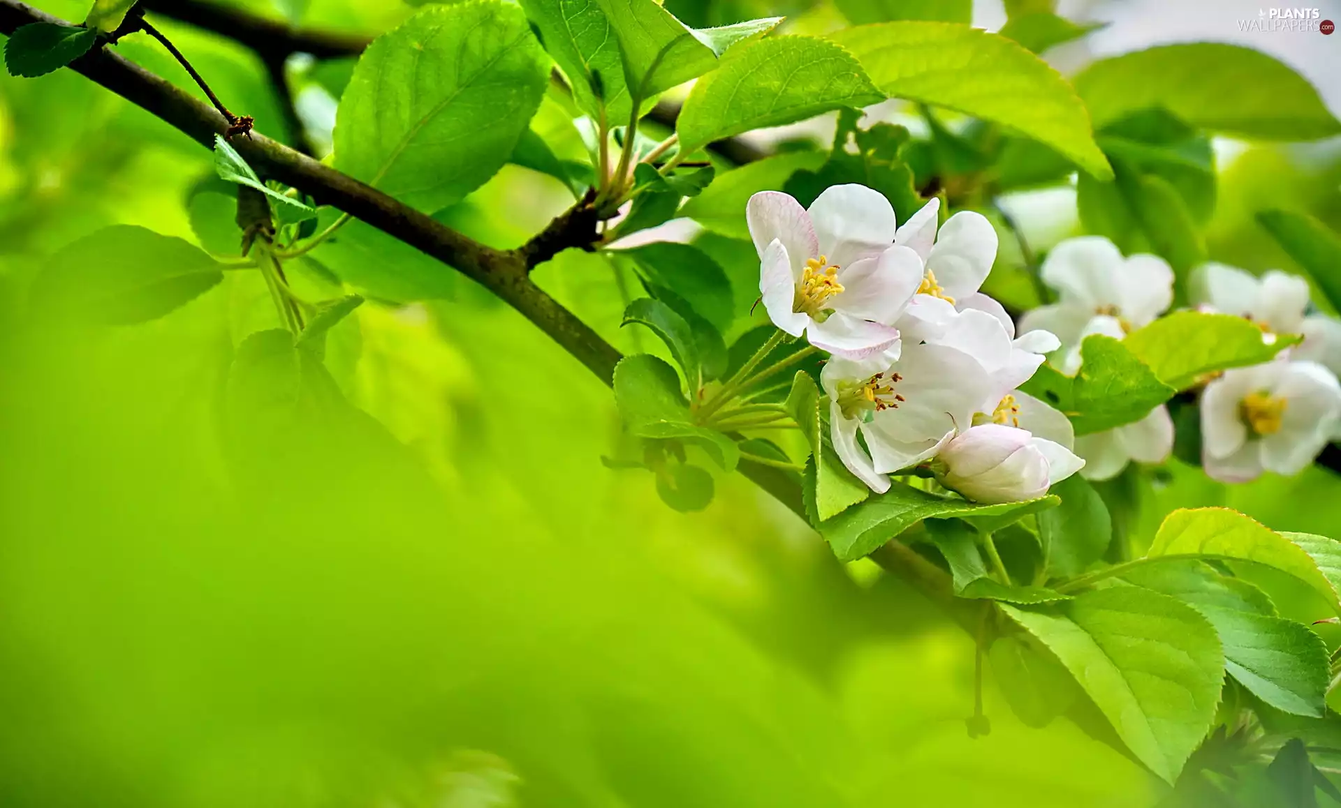 Leaf, Fruit Tree, White, Flowers, twig