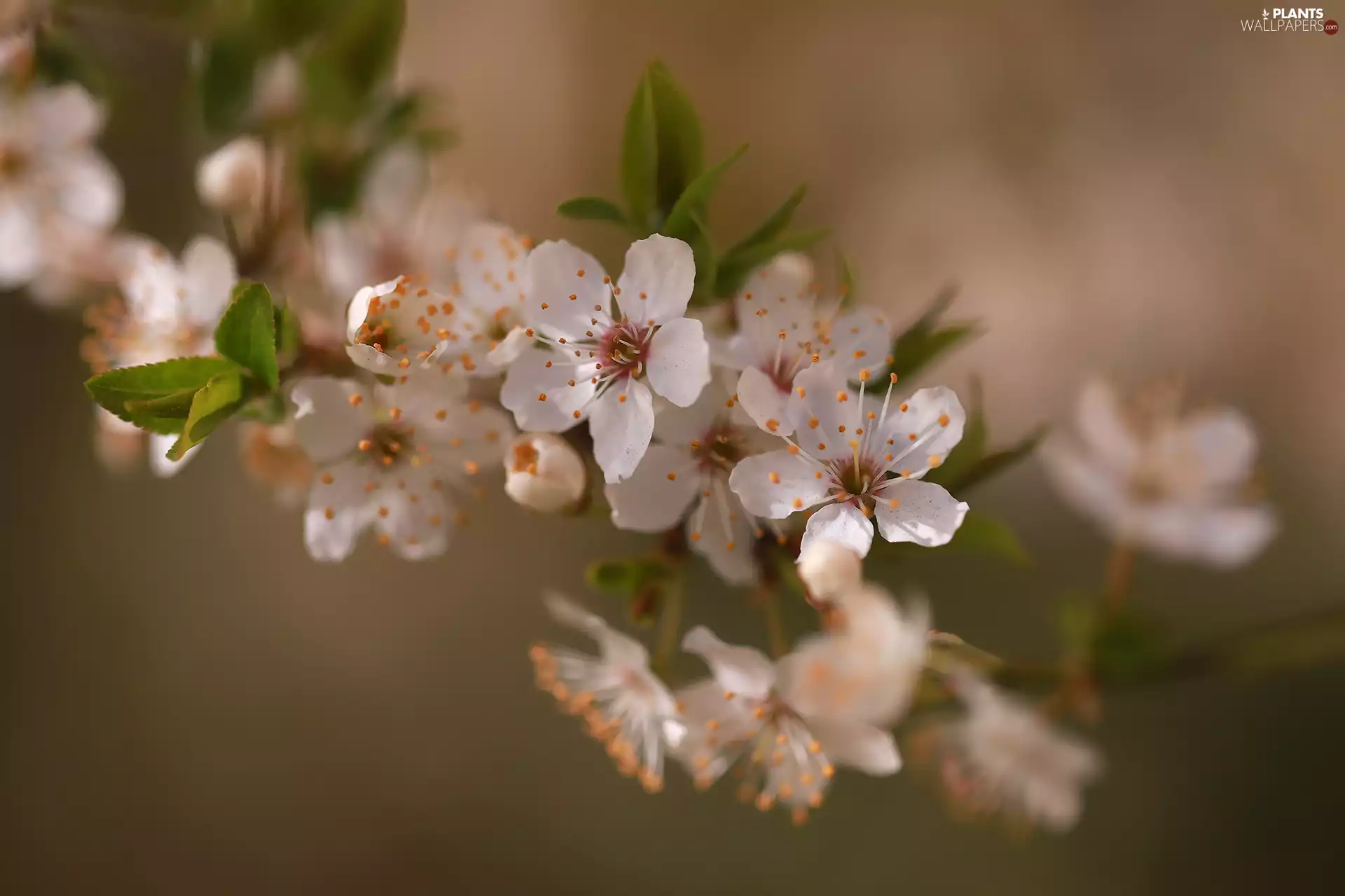 leaves, Fruit Tree, White, Flowers, twig