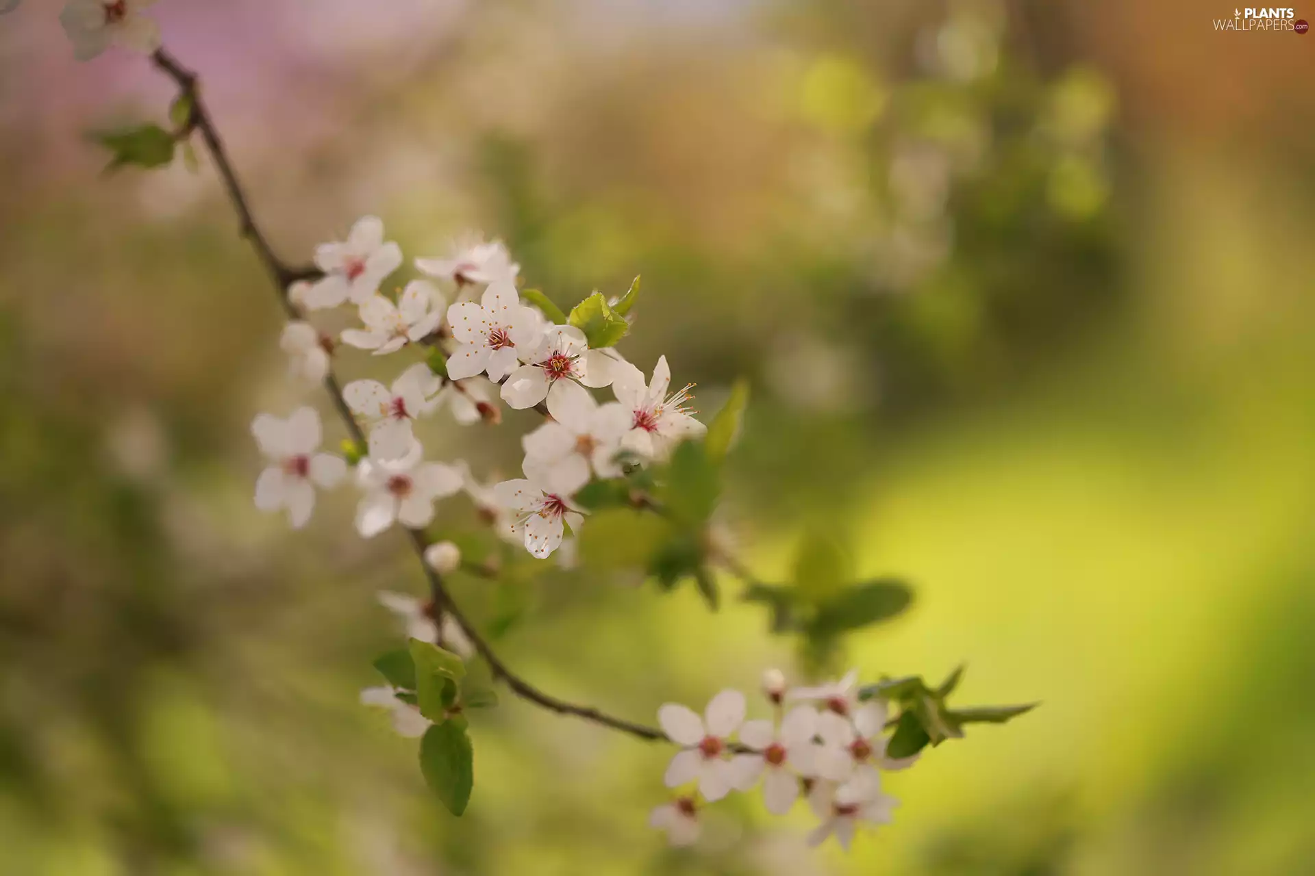 rapprochement, Fruit Tree, White, Flowers, twig