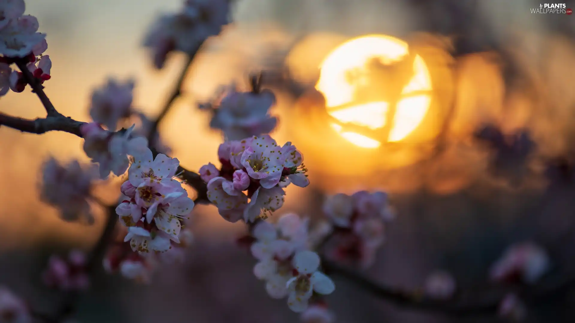 Flowers, sun, Twigs, white and pink, Flourished