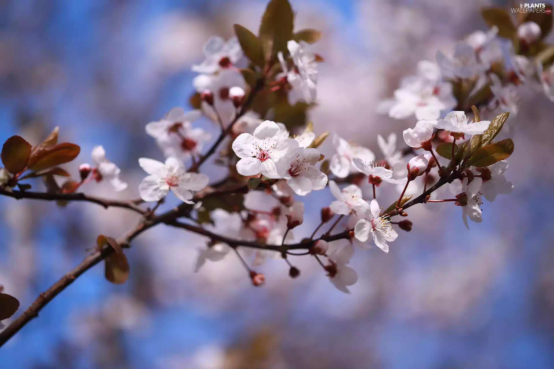 Flowers, Fruit Tree, White, illuminated, Twigs