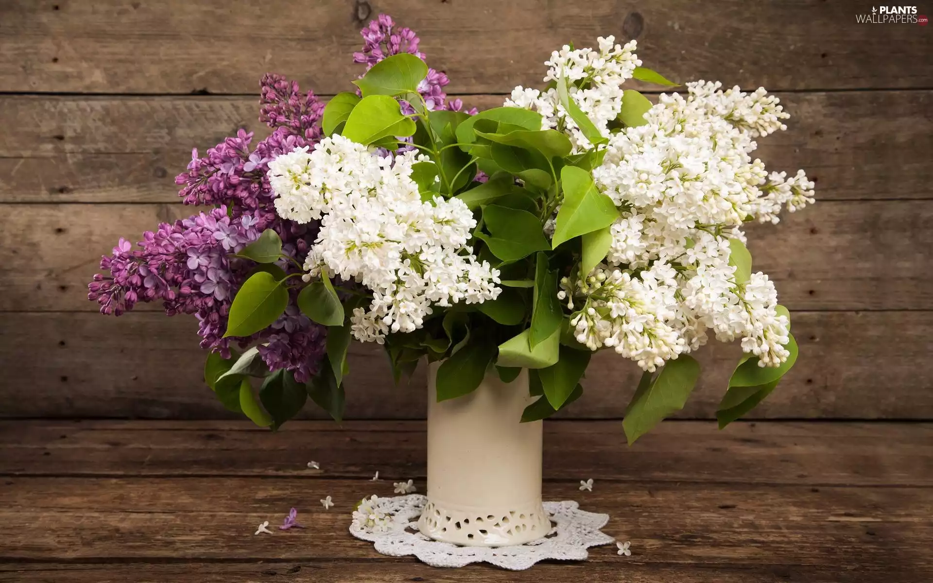 Violet, without, Vase, White, Flowers, Syringa, boarding