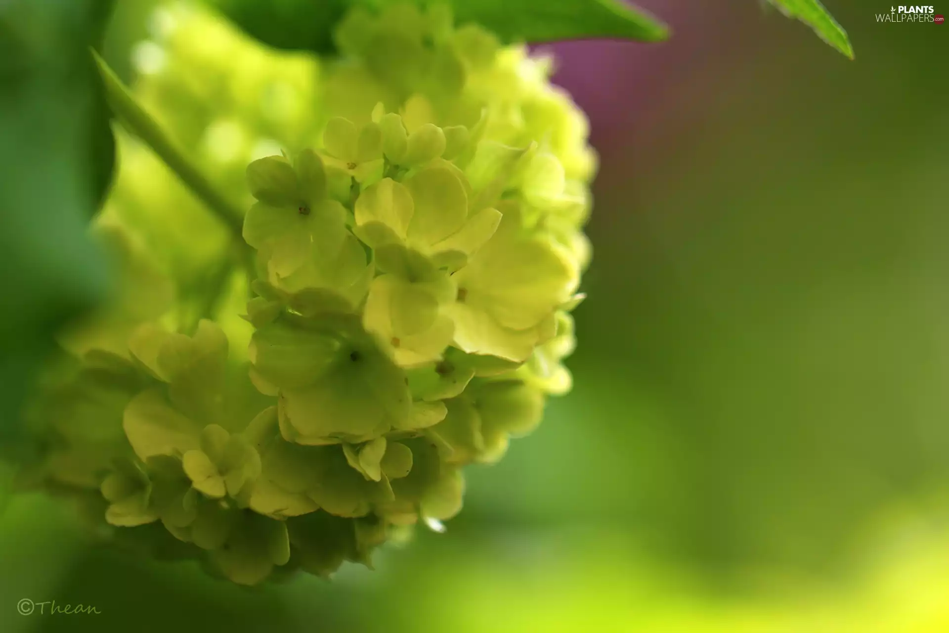 Viburnum, Flowers, Bush, White