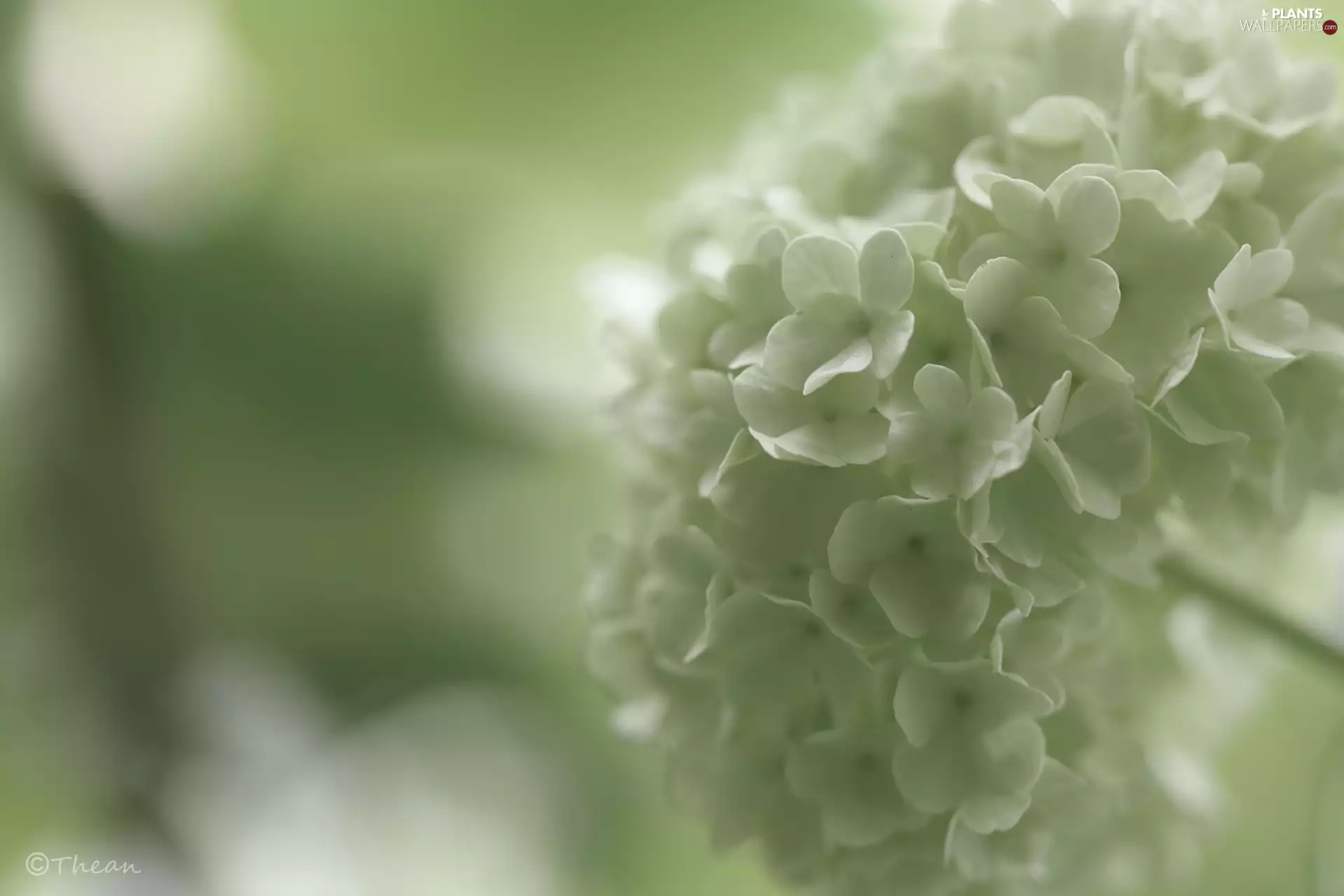 Viburnum, Flowers, Bush, White
