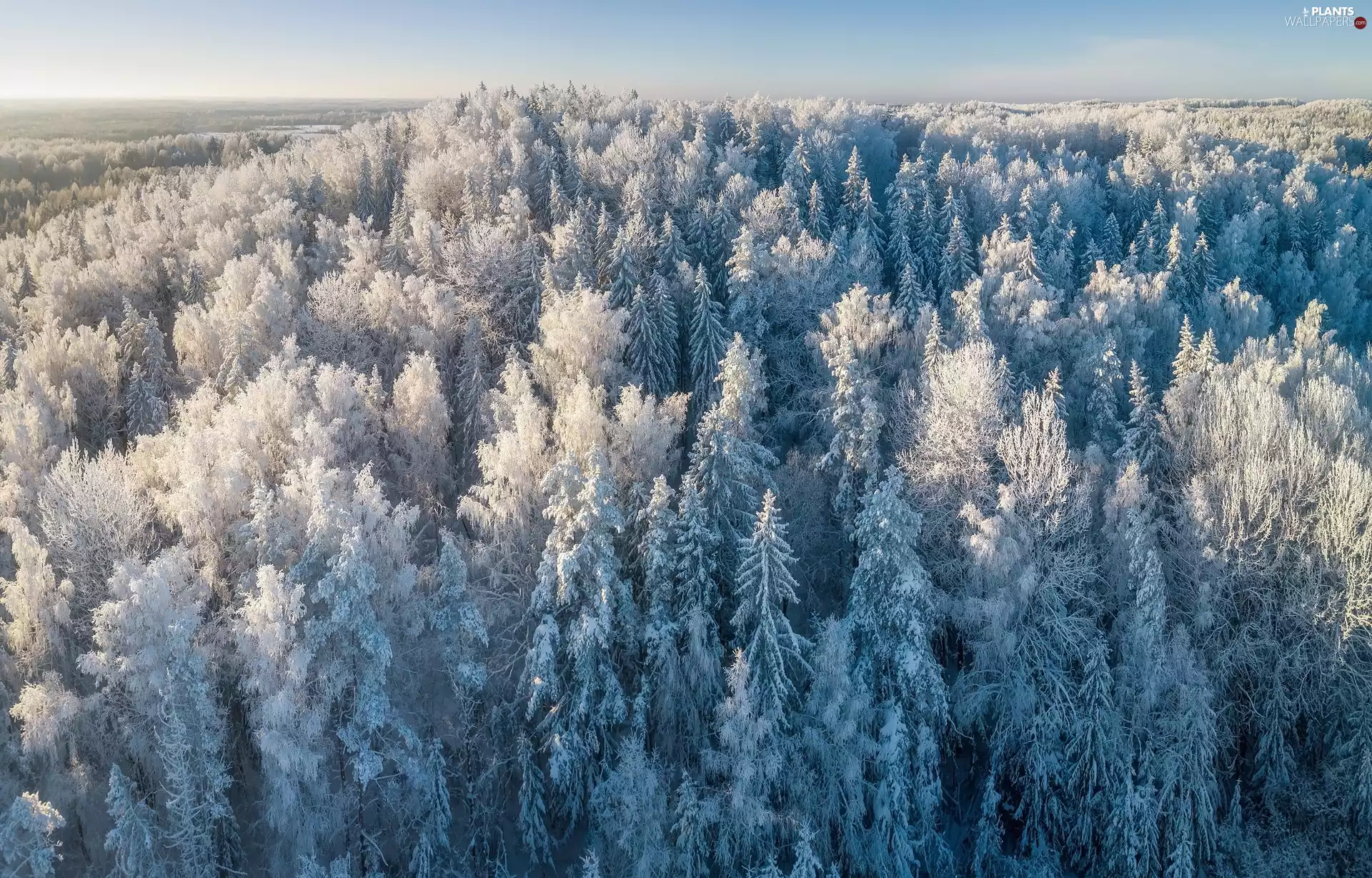 forest, Hill, viewes, White frost, trees, winter
