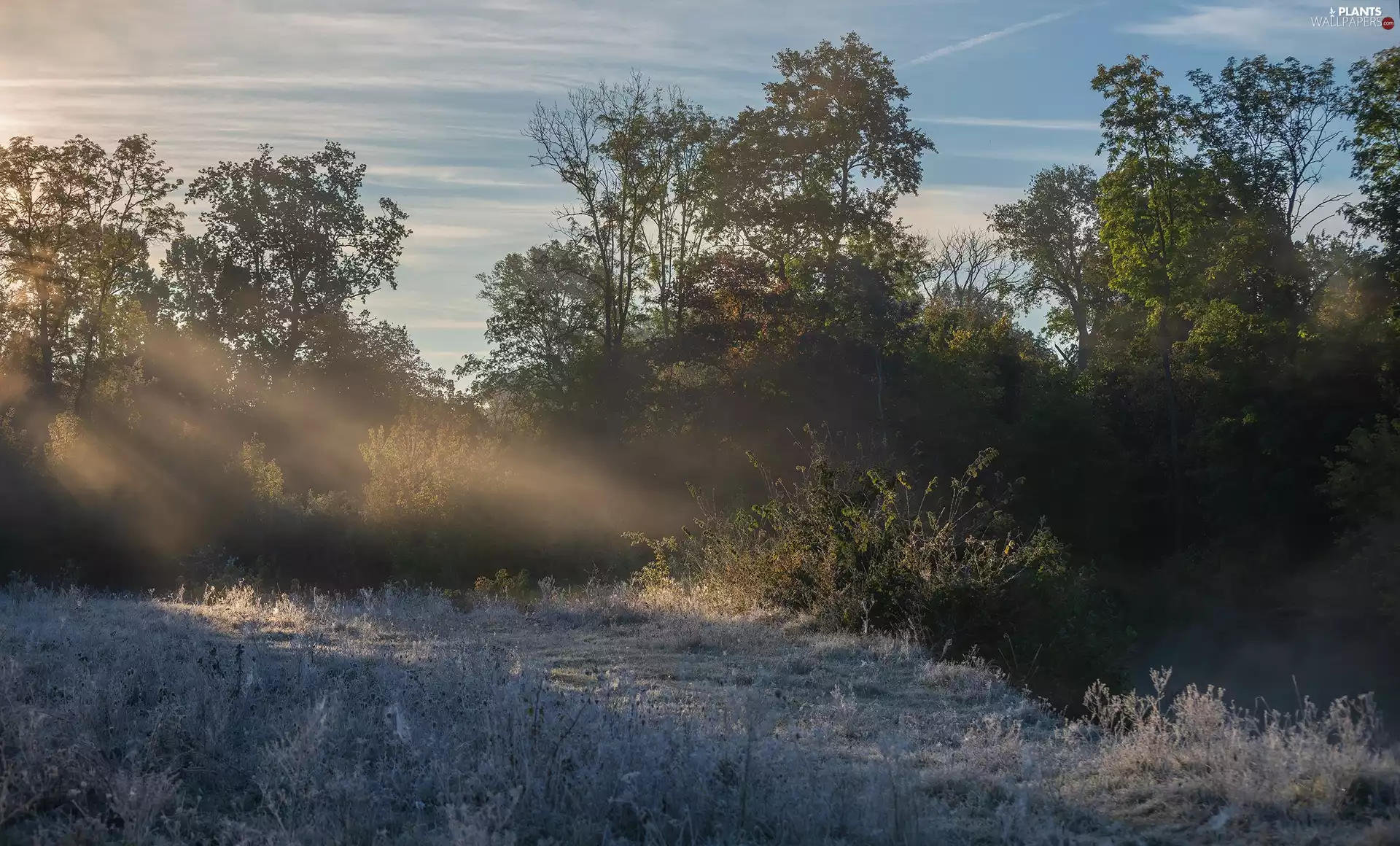 White frost, light breaking through sky, viewes, hoarfrost, trees