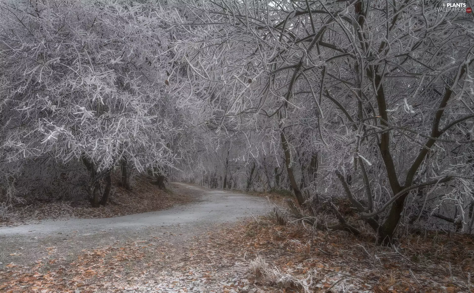 Way, winter, viewes, White frost, trees, forest