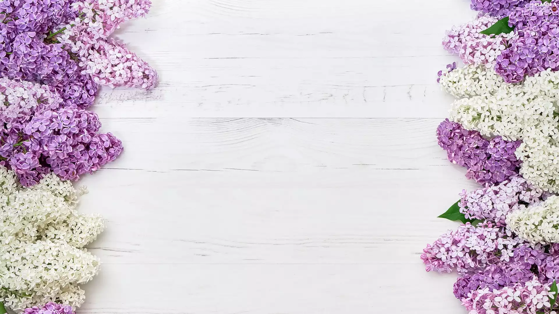 Violet, without, boarding, White