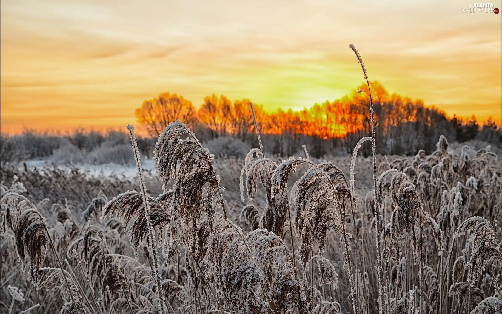 winter, grass, White frost