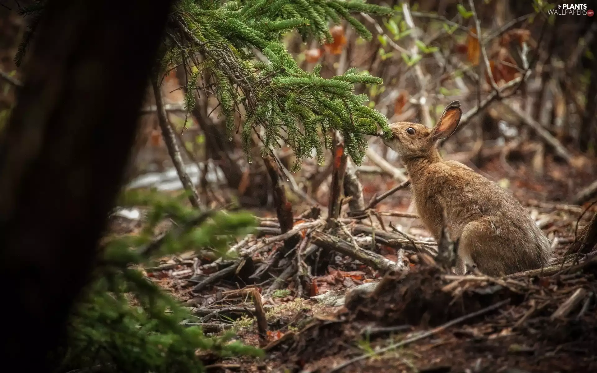 Wild Rabbit, conifer