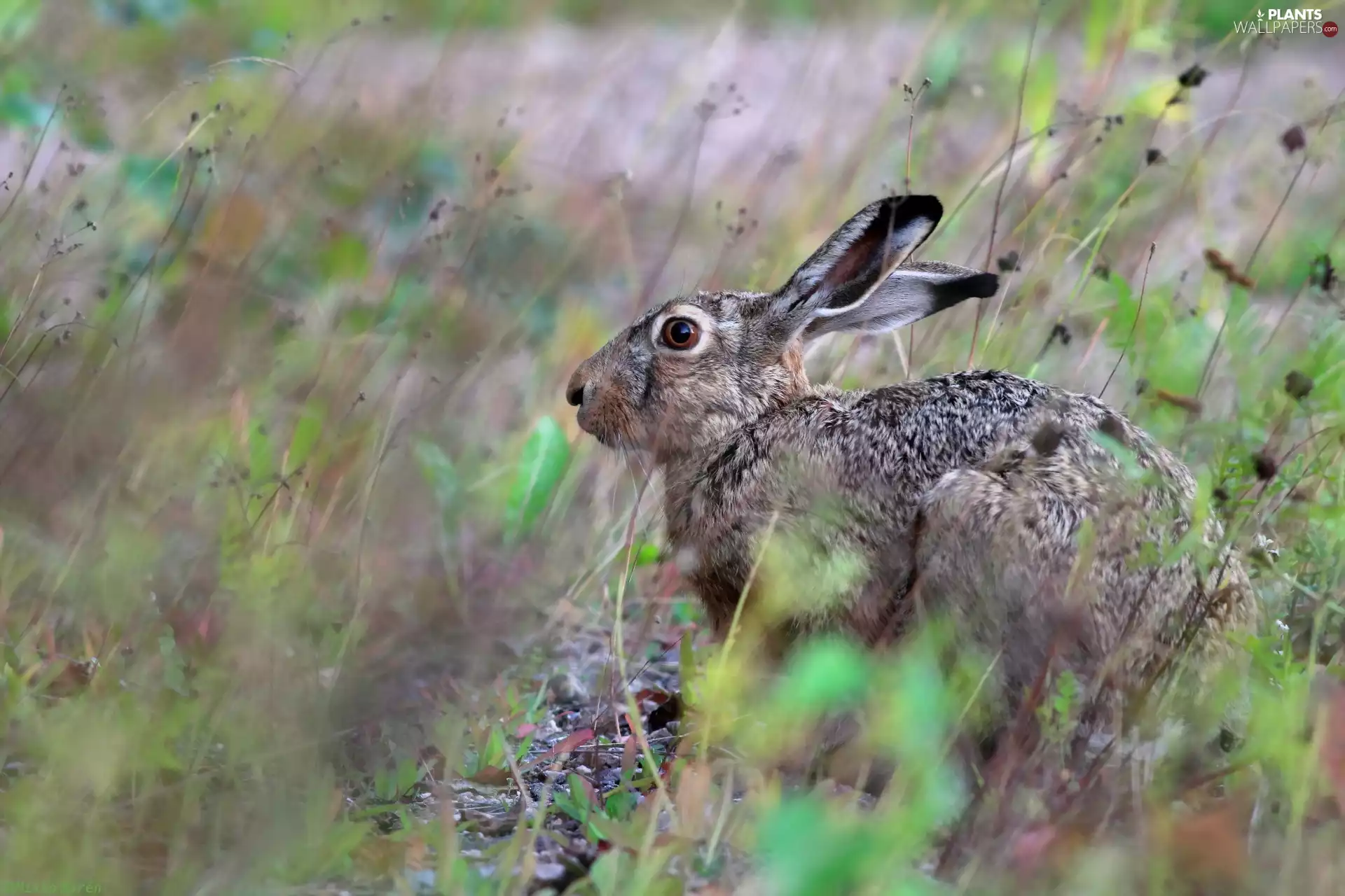 Wild Rabbit, grass
