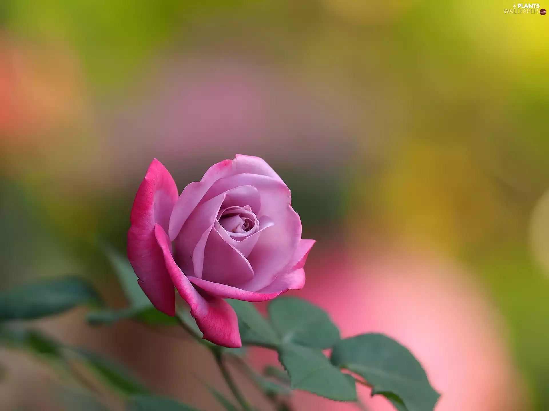 Pink, rose, leaves, Wild