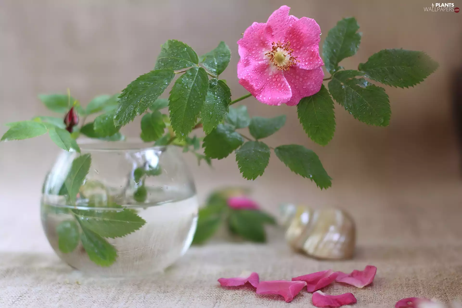 Pink, rose, Vase, Wild