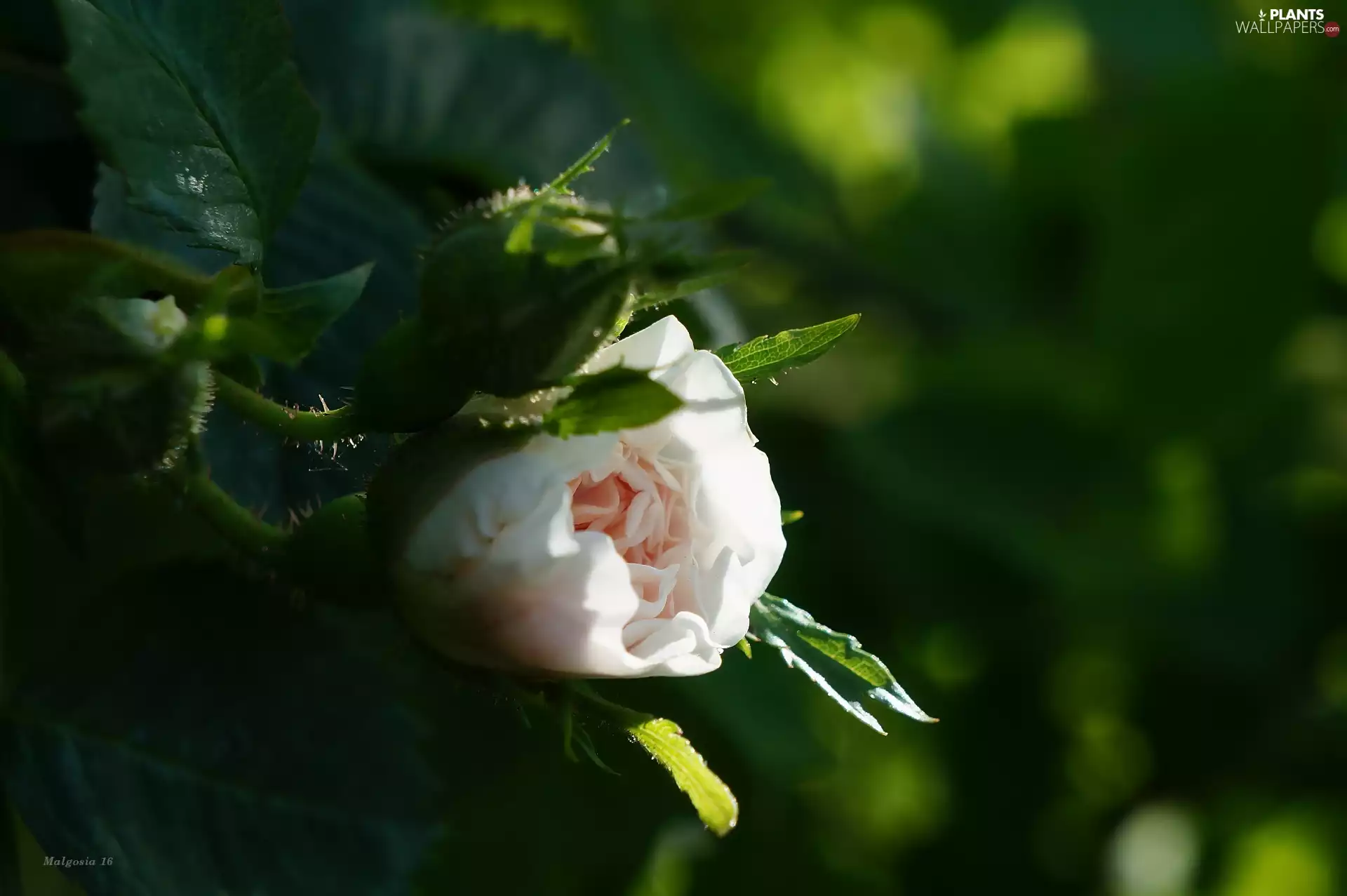 rose, Colourfull Flowers, Wild