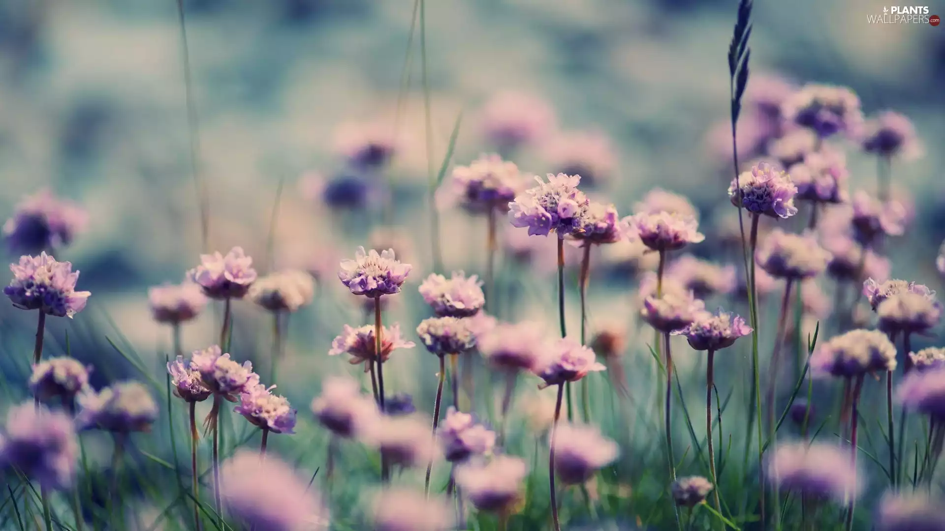 Meadow, Flowers, clover, Wildflowers
