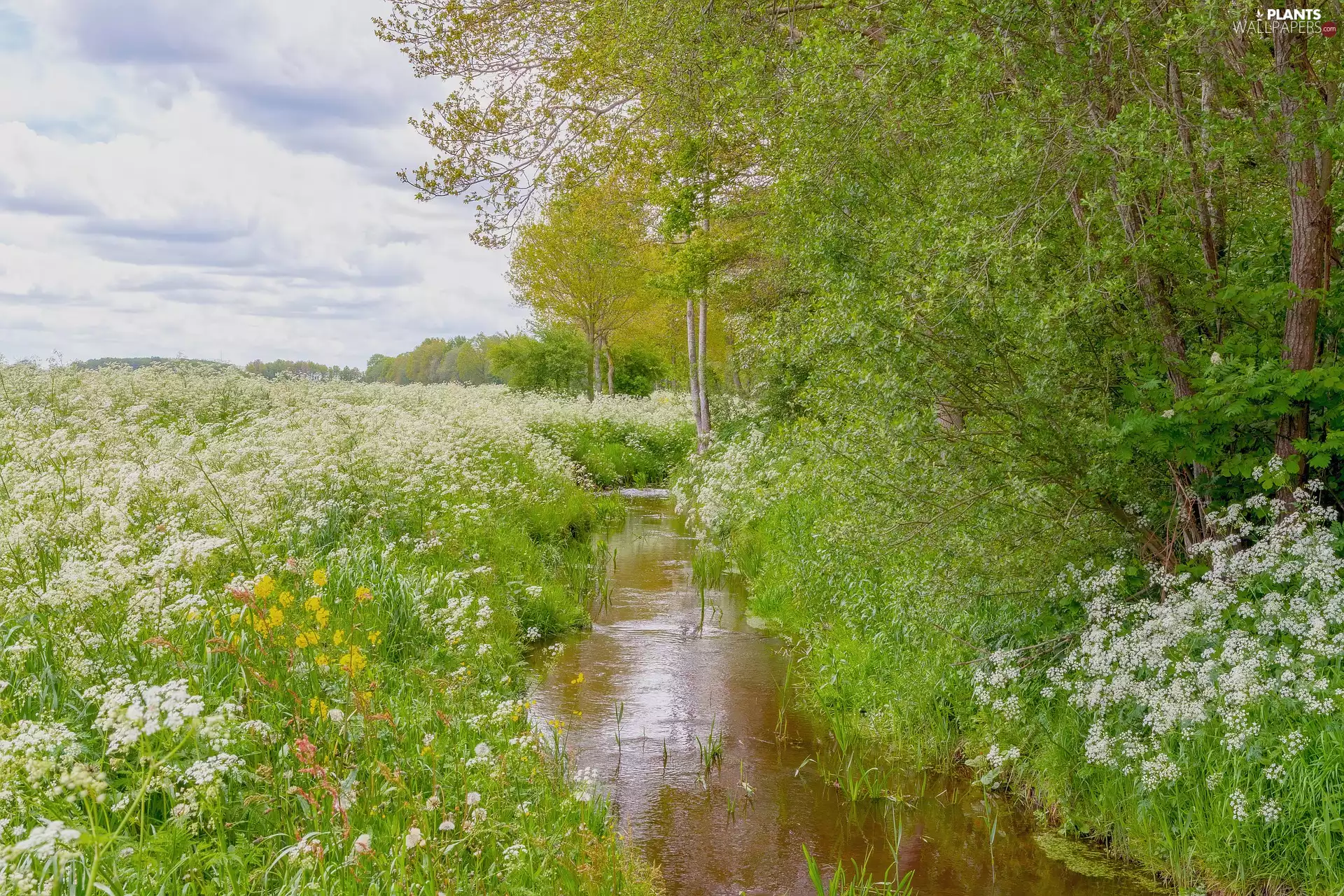 Flowers, Meadow, viewes, Wildflowers, Spring, trees, flux