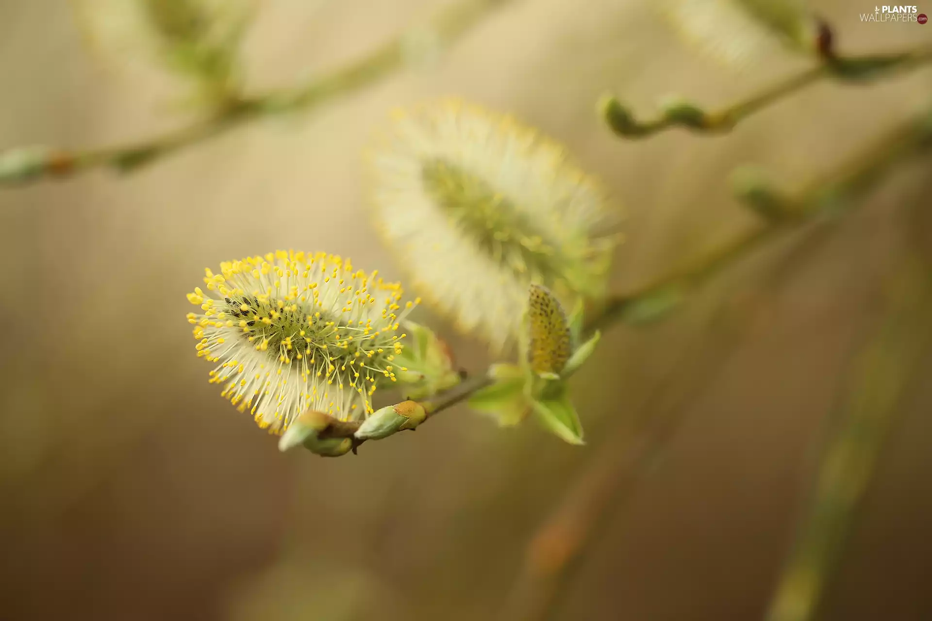Willow, menopause, catkin