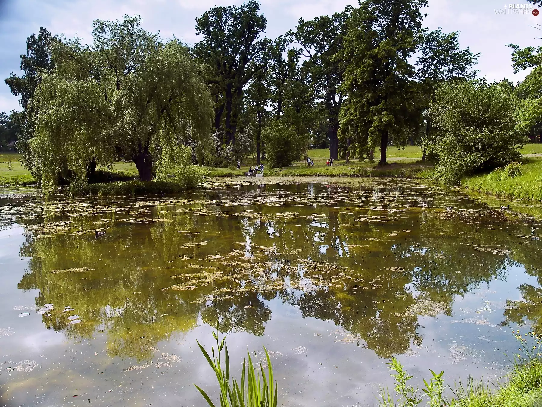 Park, Willow, Crying, Pond - car