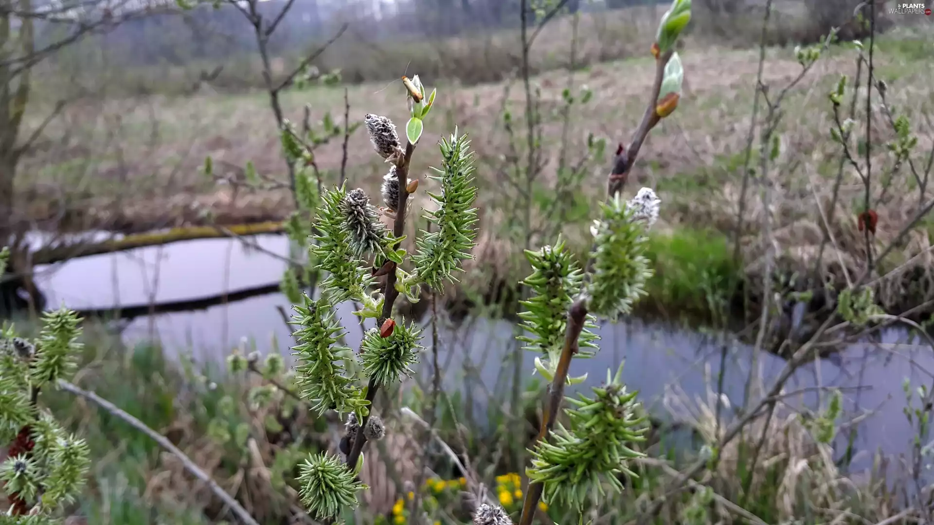 Willow, brook, database