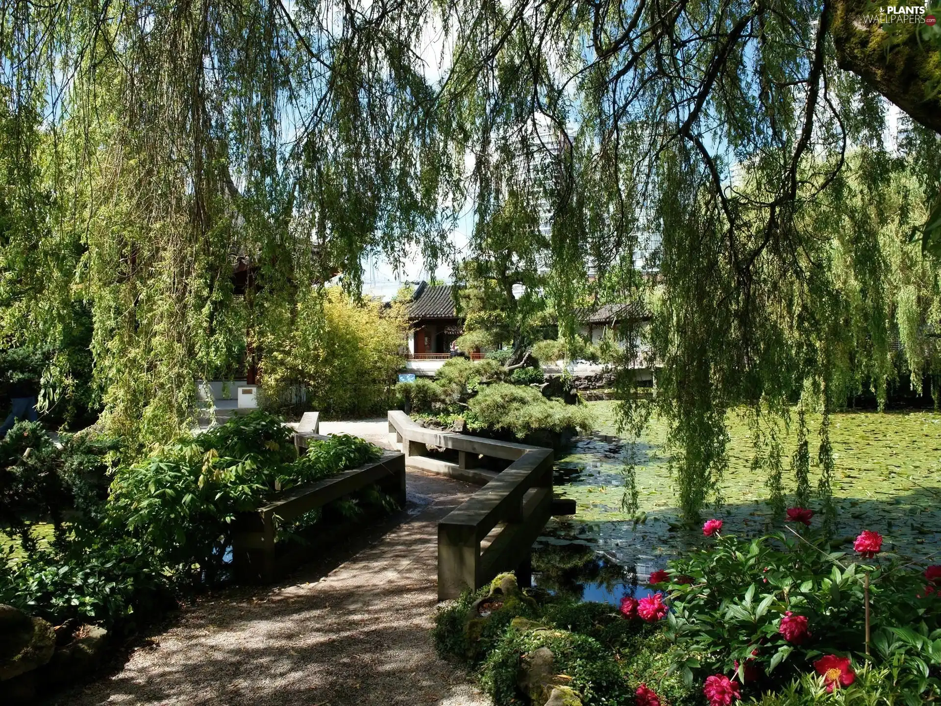 Garden, Pond - car, Willow, bridges