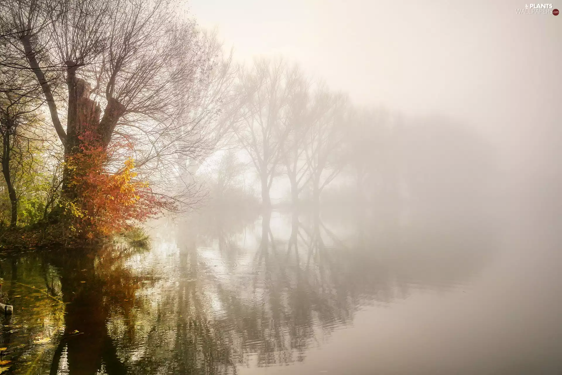 viewes, willow, lake, trees, Fog