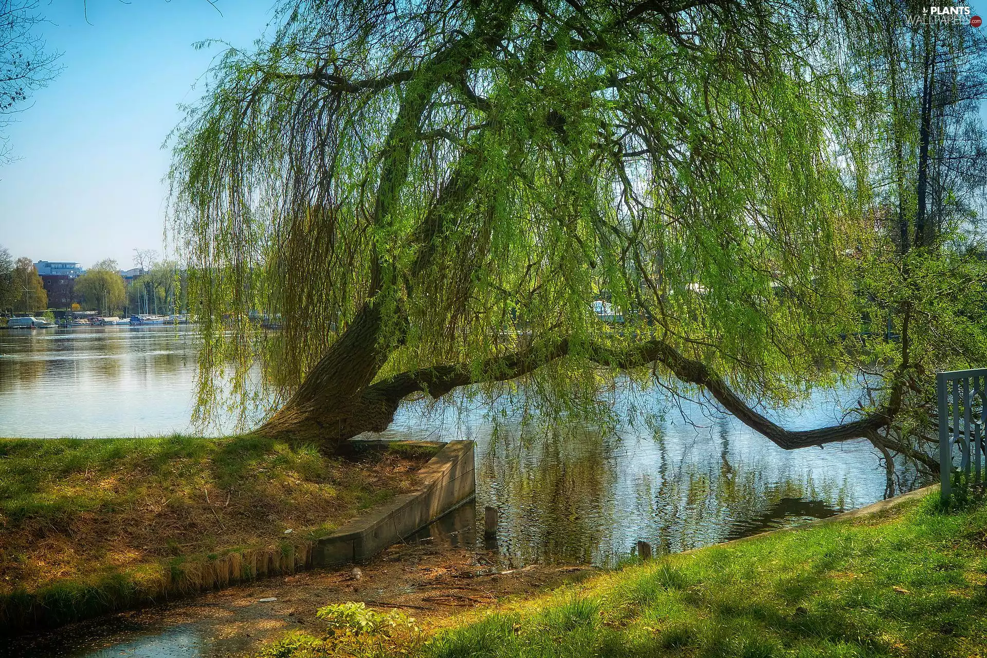Willow, lake