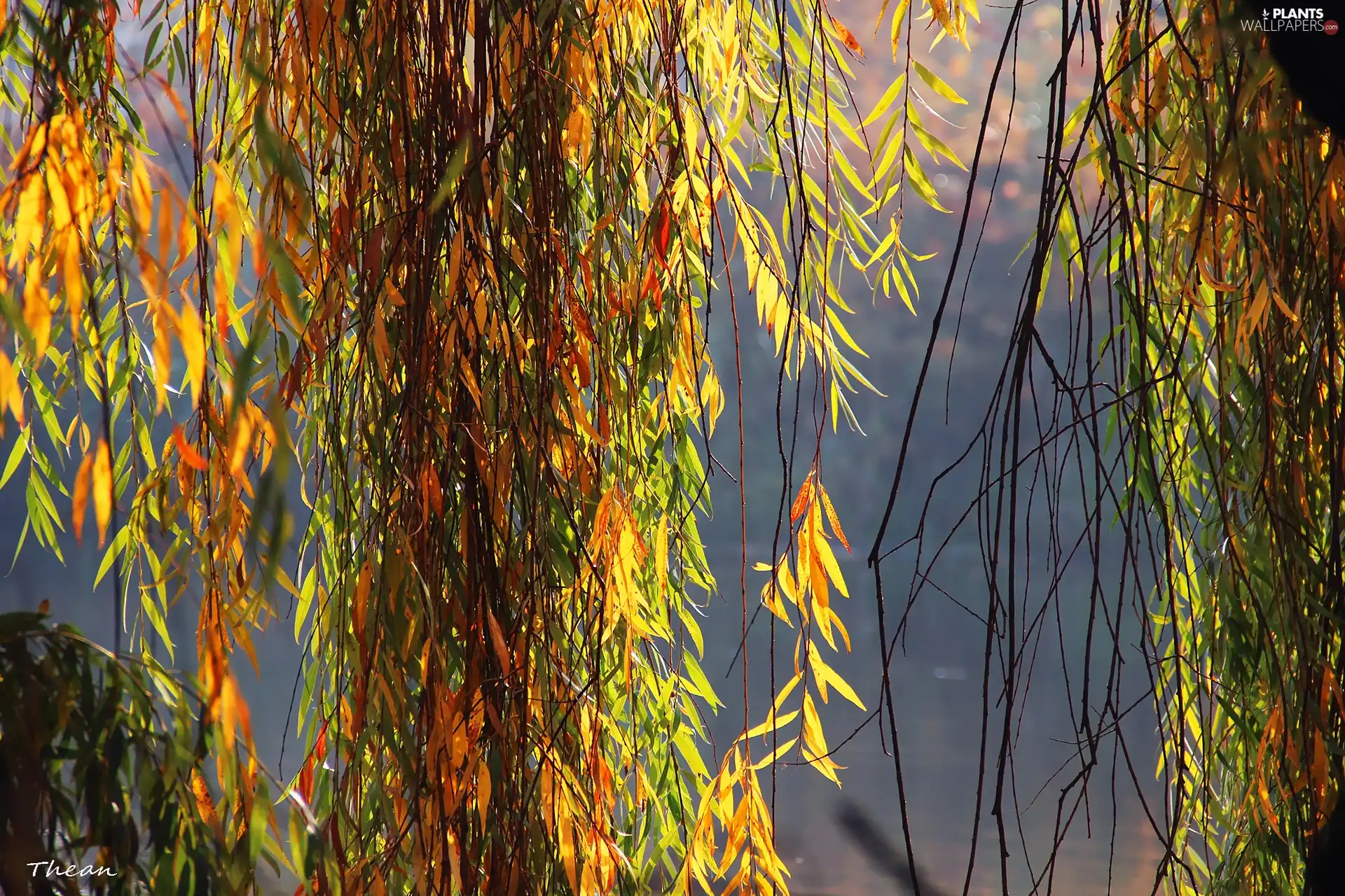 willow, color, Leaf