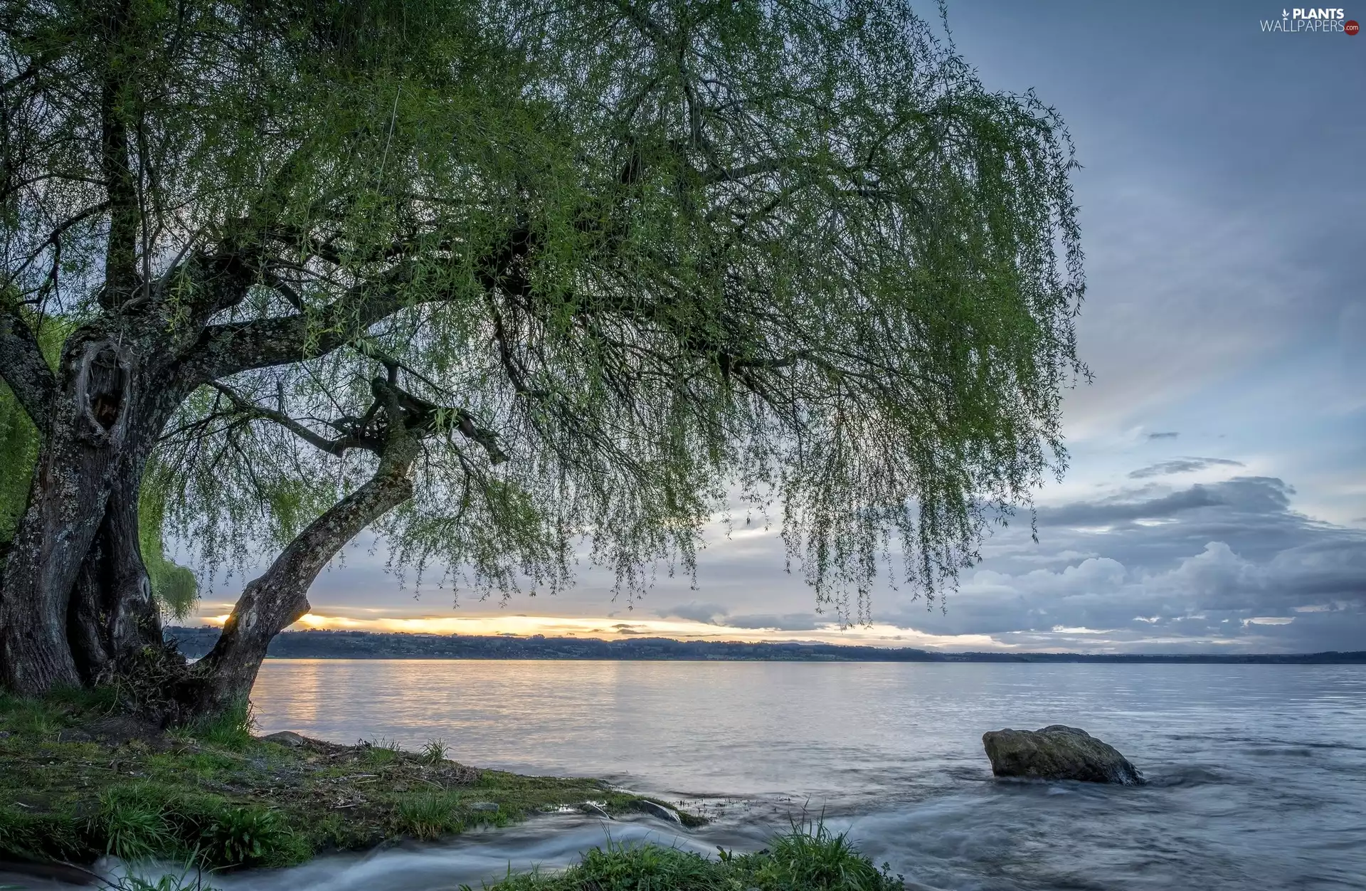 lake, Golden Weeping Willow, Stone, trees