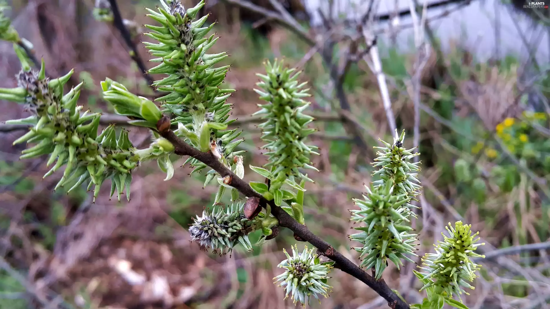 twig, bloom, database, Willow