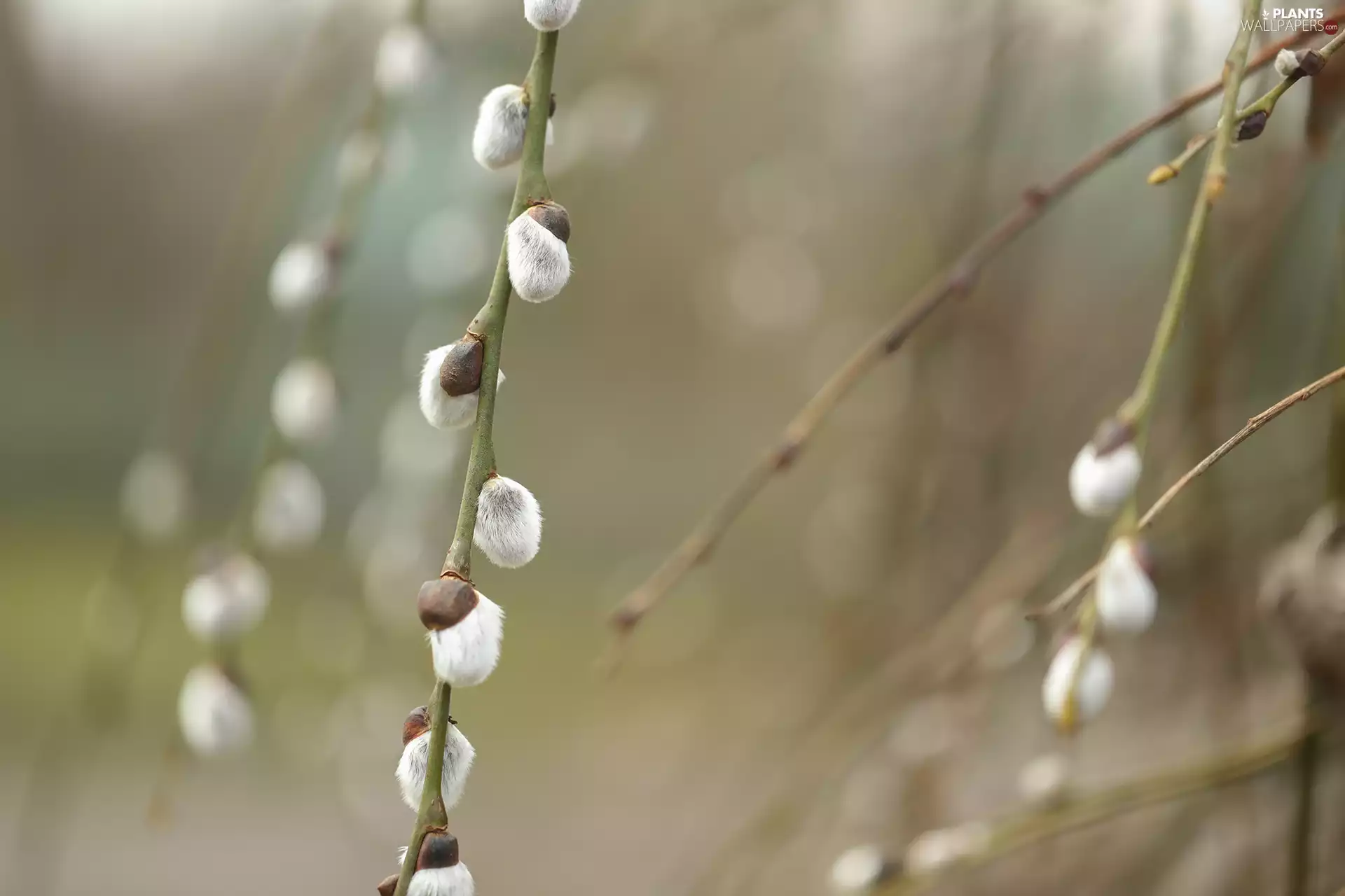 Willow, database, Twigs