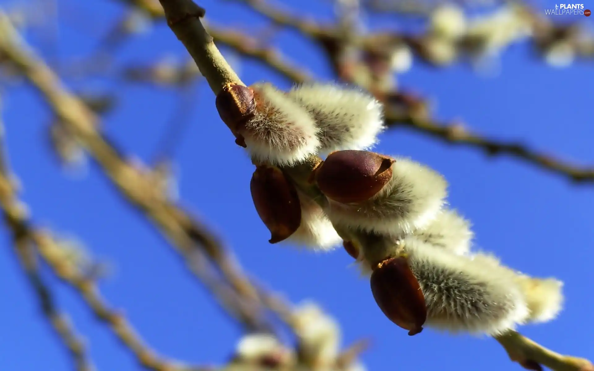 Willow, database, Twigs