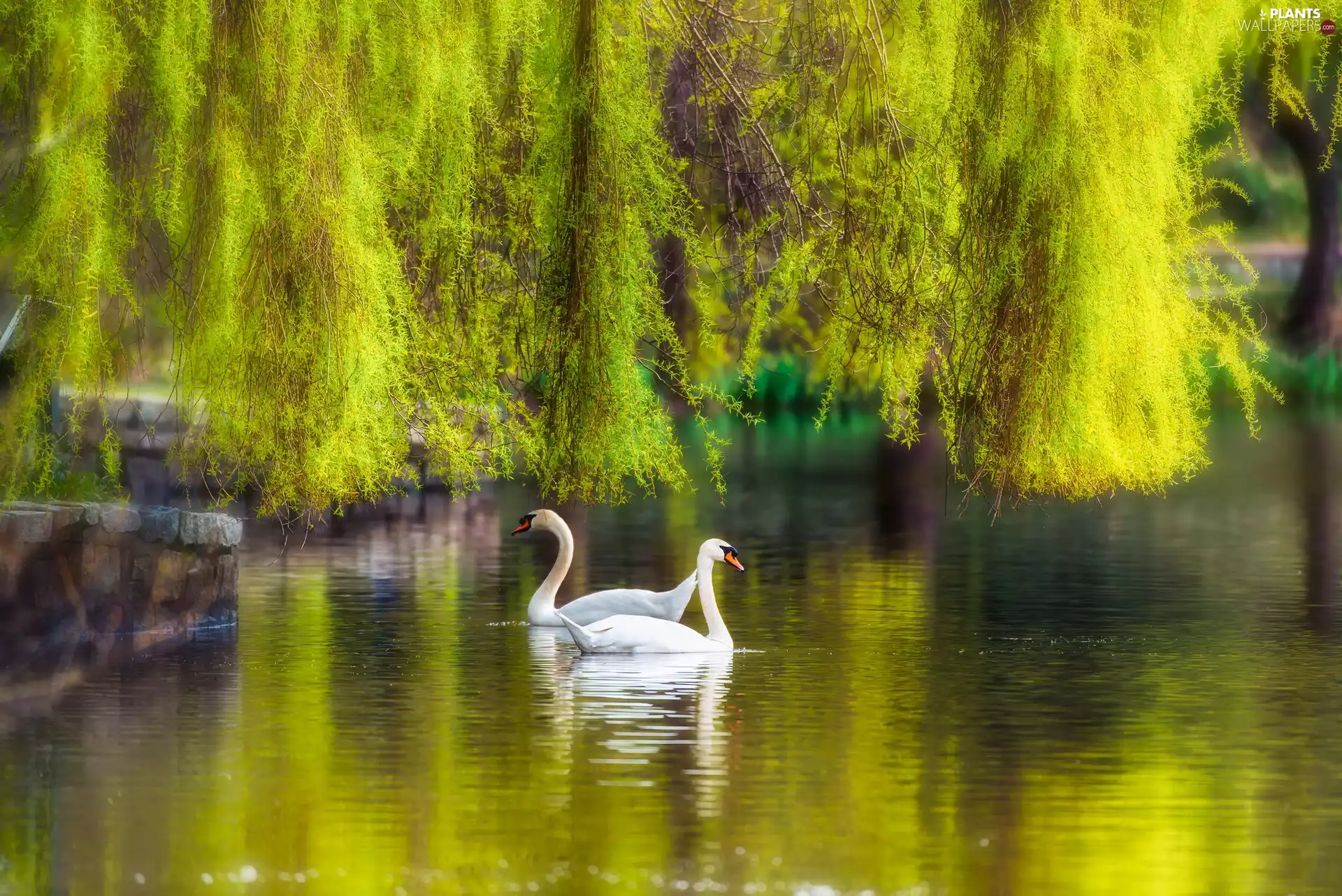 Swan, Park, viewes, Willow, trees, Pond - car