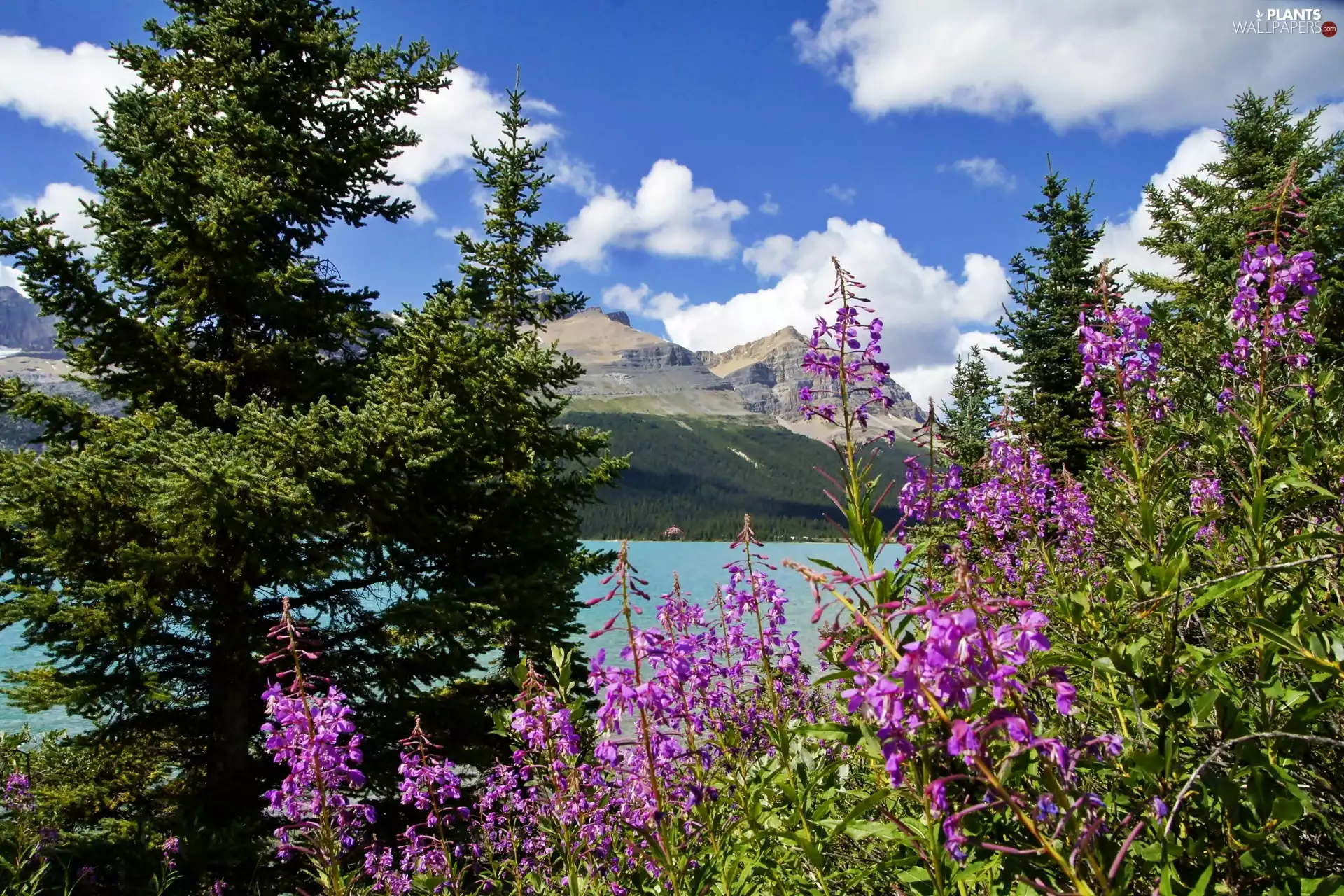 Moraine, Mountains, Chamerion, Willowherb, Spruces, lake