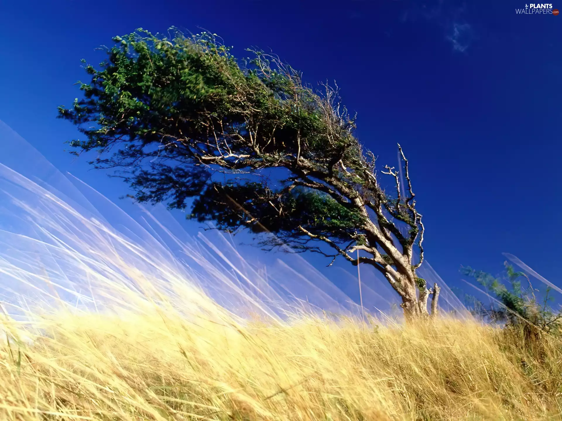 tree in the wind