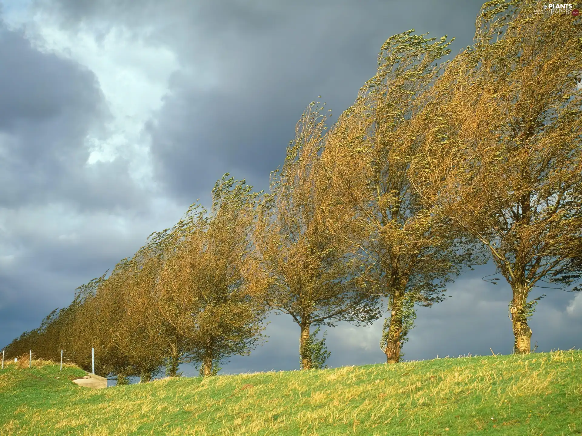 Wind, number, trees