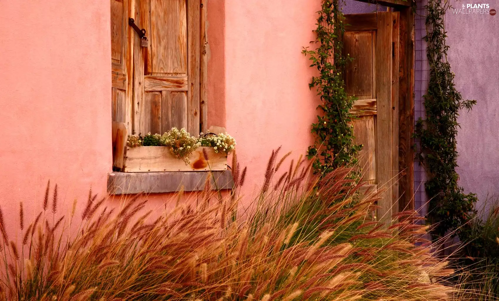 house, Doors, grass, Window